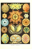 An illustration from Kunstformen der Natur (Tafel 26) (6197317197) (1904)