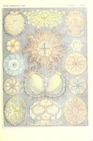 An illustration from Kunstformen der Natur (Tafel 64) BHL47388303 (1899)