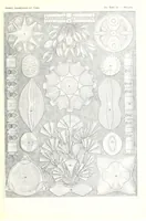 An illustration from Kunstformen der Natur (Tafel 97) BHL47388481 (1899)