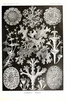 An illustration from Kunstformen der Natur (Tafel 98) (6197854762) (1904)