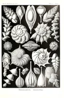 An illustration from Kunstformen der Natur (Tafel 81) (6197331383) (1904)