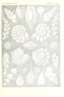 An illustration from Kunstformen der Natur (Tafel 81) (6197850662) (1904)