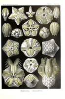 An illustration from Haeckel Ciliata (1904)