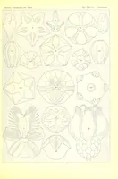 An illustration from Kunstformen der Natur (Tafel 97) BHL47388481 (1899)