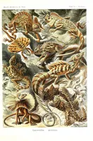 An illustration from Kunstformen der Natur (Tafel 79) (6197330677) (1904)
