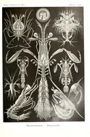 An illustration from Kunstformen der Natur (Tafel 76) (6197849718) (1904)