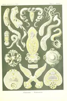 An illustration from Kunstformen der Natur (Tafel 75) (6197849598) (1904)