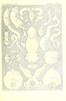 An illustration from Kunstformen der Natur (Tafel 75) (6197846436) (1904)
