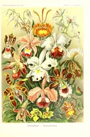 An illustration from Kunstformen der Natur (Tafel 74) (6197846292) (1904)