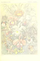 An illustration from Kunstformen der Natur (Tafel 74) (6197846168) (1904)