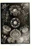 An illustration from Kunstformen der Natur (Tafel 73) (6197326485) (1904)