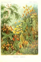 An illustration from Kunstformen der Natur (Tafel 72) (6197326347) (1904)