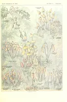 An illustration from Kunstformen der Natur (Tafel 72) (6197845690) (1904)