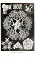 An illustration from Haeckel Amphoridea (1904)