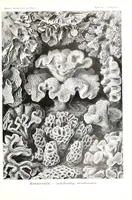 An illustration from Kunstformen der Natur (Tafel 69) (6197325793) (1904)