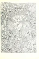 An illustration from Kunstformen der Natur (Tafel 69) (6197844984) (1904)