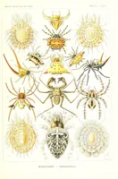 An illustration from Kunstformen der Natur (Tafel 66) (6197324981) (1904)
