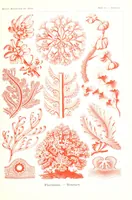 An illustration from Kunstformen der Natur (Tafel 65) (6197844266) (1904)