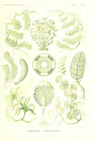 An illustration from Kunstformen der Natur (Tafel 64) (6197844104) (1904)