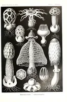 An illustration from Haeckel Mycetozoa (1904)