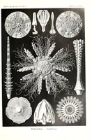 An illustration from Kunstformen der Natur (Tafel 4) (6197314075) (1904)