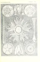 An illustration from Kunstformen der Natur (Tafel 84) BHL47388411 (1899)