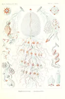 An illustration from Kunstformen der Natur (Tafel 26) (6197317197) (1904)