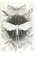 An illustration from Kunstformen der Natur (Tafel 58) (6197843002) (1904)