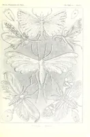An illustration from Kunstformen der Natur (Tafel 58) (6197323601) (1904)