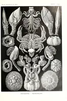 An illustration from Kunstformen der Natur (Tafel 57) (6197323485) (1904)