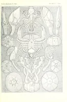 An illustration from Kunstformen der Natur (Tafel 57) (6197842582) (1904)