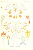 An illustration from Kunstformen der Natur (Tafel 56) (6197842428) (1904)