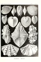 An illustration from Kunstformen der Natur (Tafel 55) (6197323013) (1904)