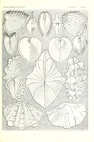 An illustration from Kunstformen der Natur (Tafel 55) (6197842138) (1904)