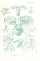 An illustration from Kunstformen der Natur (Tafel 13) BHL47387984 (1899)