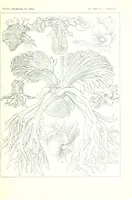 An illustration from Haeckel Crinoidea (1904)