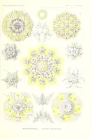 An illustration from Kunstformen der Natur (Tafel 51) (6197841252) (1904)