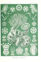 An illustration from Kunstformen der Natur (Tafel 65) (6197844266) (1904)