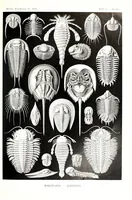 An illustration from Kunstformen der Natur (Tafel 47) (6197321043) (1904)