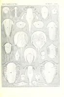 An illustration from Kunstformen der Natur (Tafel 47) (6197840248) (1904)
