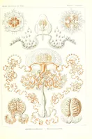 An illustration from Kunstformen der Natur (Tafel 46) (6197840096) (1904)