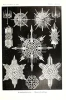 An illustration from Kunstformen der Natur (Tafel 41) (6197319945) (1904)