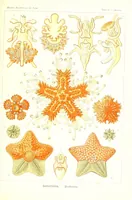 An illustration from Kunstformen der Natur (Tafel 2) BHL47388026 (1899)