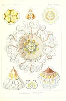 An illustration from Kunstformen der Natur (Tafel 38) (6197319245) (1904)
