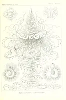 An illustration from Kunstformen der Natur (Tafel 37) (6197838512) (1904)