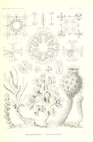 An illustration from Kunstformen der Natur (Tafel 35) (6197318851) (1904)