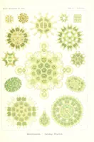 An illustration from Kunstformen der Natur (Tafel 34) (6197318709) (1904)