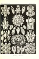 An illustration from Kunstformen der Natur (Tafel 33) (6197318575) (1904)