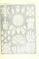 An illustration from Kunstformen der Natur (Tafel 33) (6197318423) (1904)