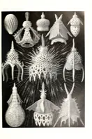 An illustration from Kunstformen der Natur (Tafel 80) BHL47388381 (1899)